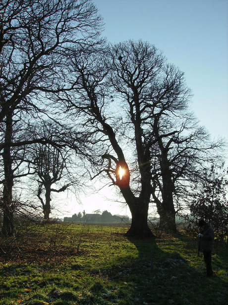 Door het oog van de boom