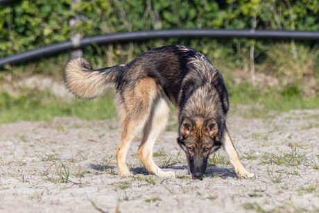 Loki, onze German Indian Dog