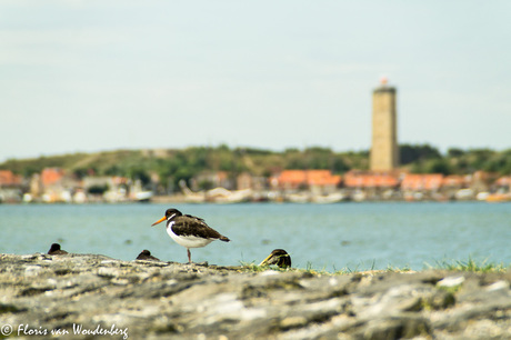 Scholekster bij West Terschelling