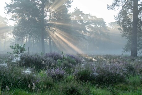 opkomede zon met ochtend mist