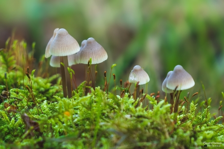 Mycena sp.