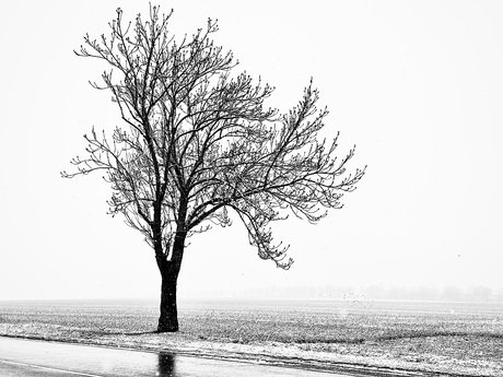 Winter in back…
