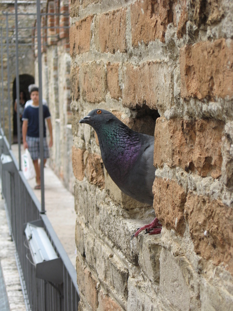Pigeon!