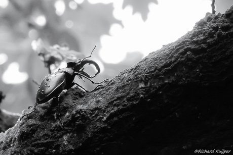 Vliegend hert (Lucanus cervus)