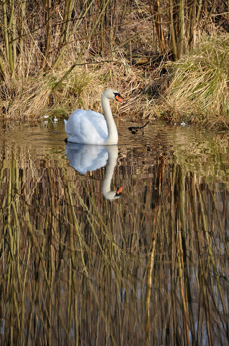 zwaan