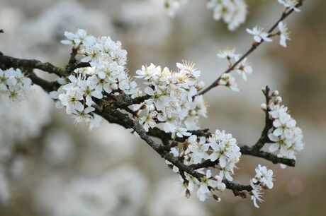 Spring showers bring May flowers