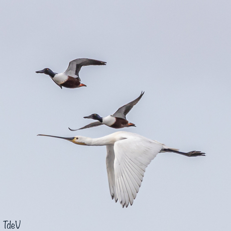 Lepelaar en Slobeenden