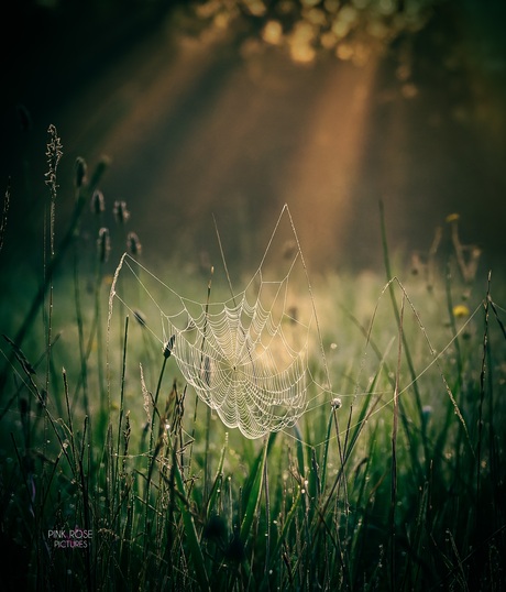 A spiders home..