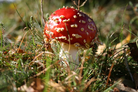 rood met witte stippen