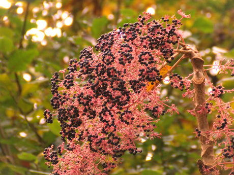 vlierbessen in de herfst