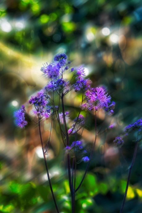 Thalictrum 