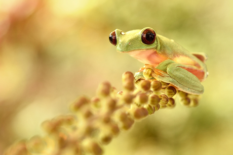 Gliding Tree Frog (Agalychnis spurelii)