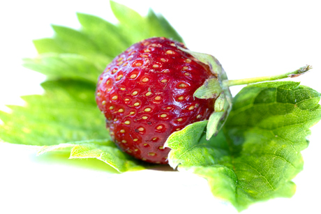 Aardbei