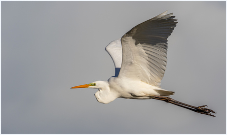 Grote Zilverreiger.