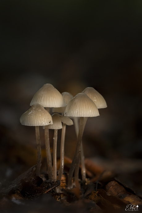 Bundeltje bij elkaar