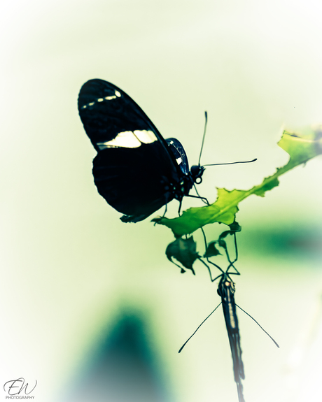 Heliconius sara