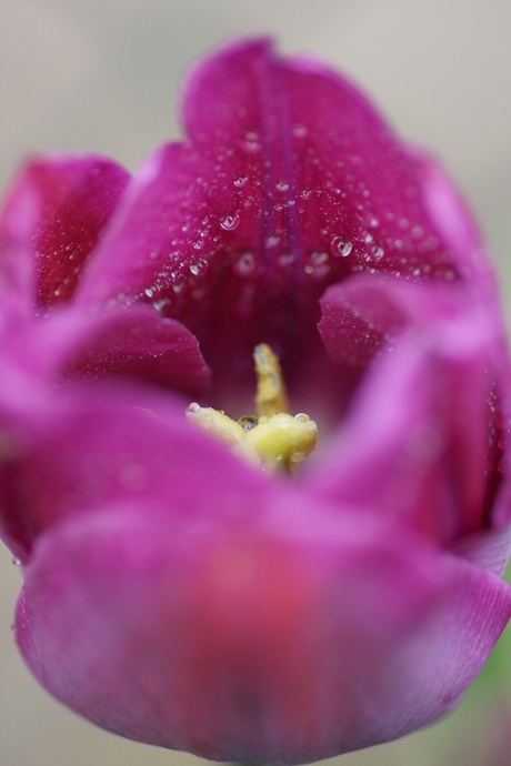 Tulp uit eigen tuin