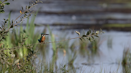 IJsvogel