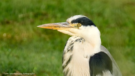 Blauwe reiger