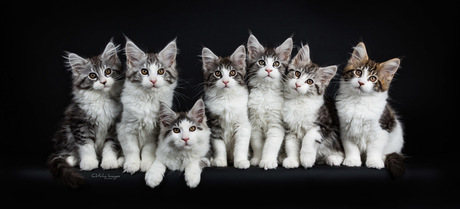 Spiritwalker's kittens
