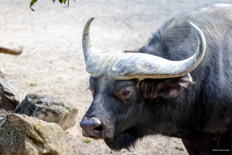 Buffel