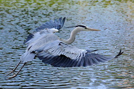 Reiger