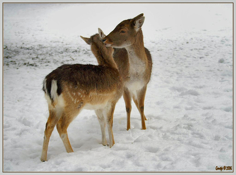 Moederliefde (2)