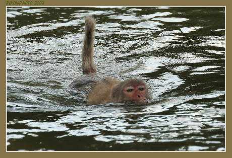 Zwemmende aap