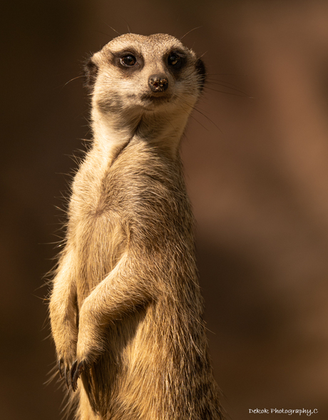Portret van een Meerkat .