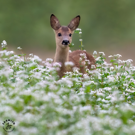 Jonge ree in boekweit