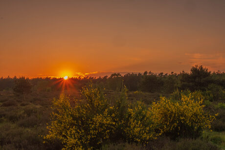 Zonsondergang boven de heide met brem