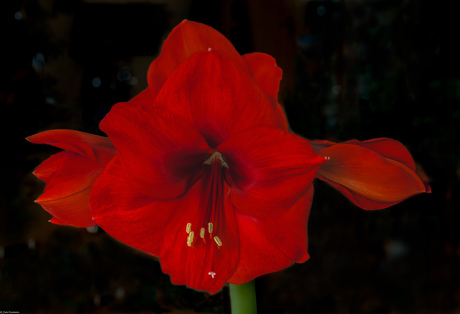 Amaryllis