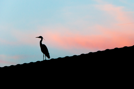 Reiger by sunset..