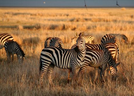 Zebra's in het gouden ochtendlicht