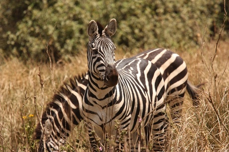 Zebra's in het wild