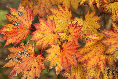 Herfst en al zijn kleuren