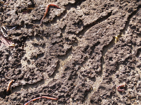 Ook dit is natuurlijk