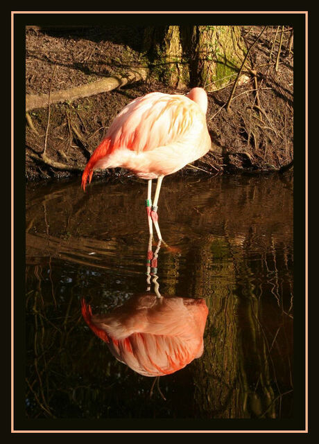 Flamingo met weerspiegeling