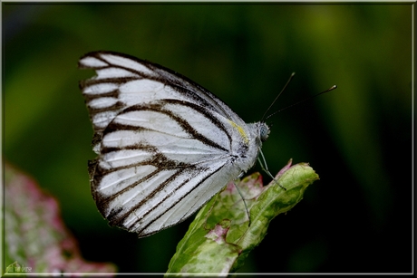vlinders thailand