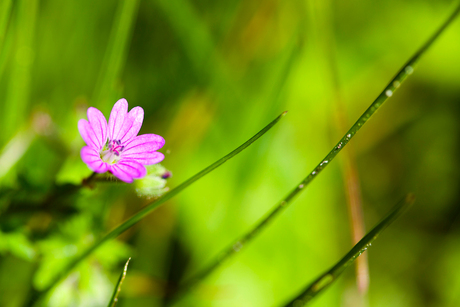 Little Flower on the Sidewalk