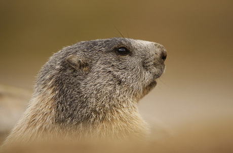 Portret Alpenmarmot