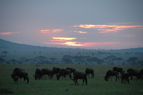 Wildebeast in the Serengeti - Tanzania