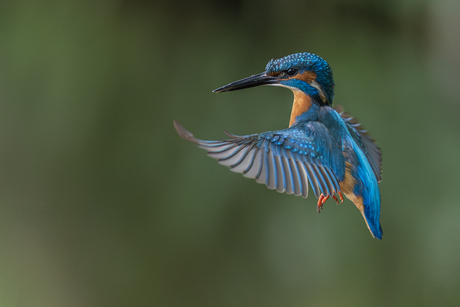 IJsvogel in de vlucht