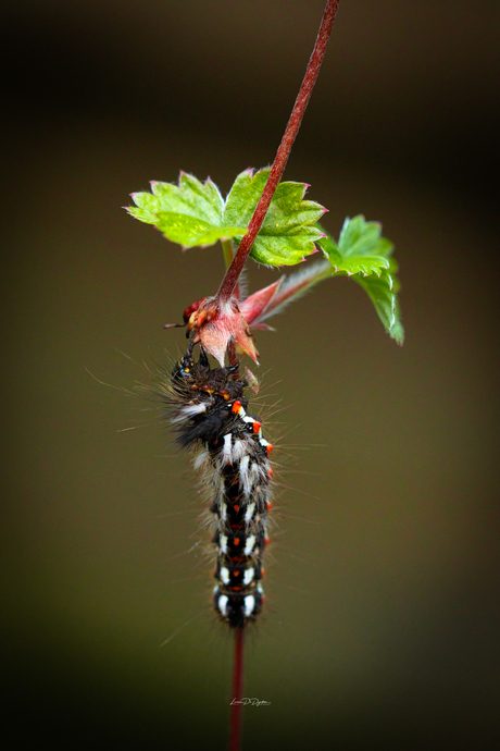 Rups van de Witvlakvlinder (Orgyia antiqua)