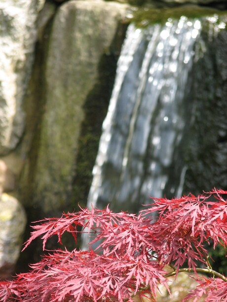 japanse tuin