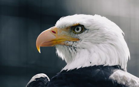 Amerikaanse zeearend - 2