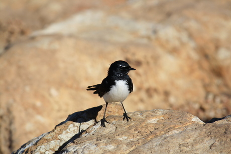 Willie-wagtail