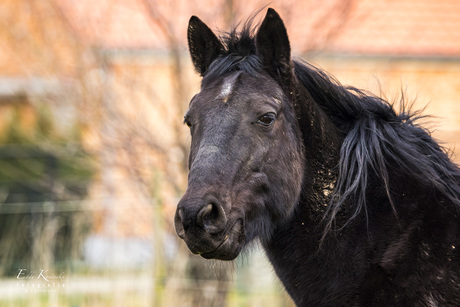 Portret van een paard