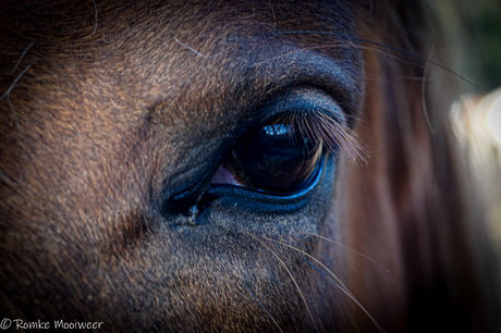 Close up paard