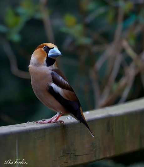 Appelvink